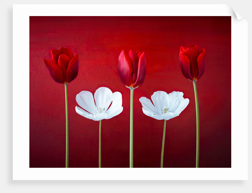 Tulip flowers in a row by Assaf Frank
